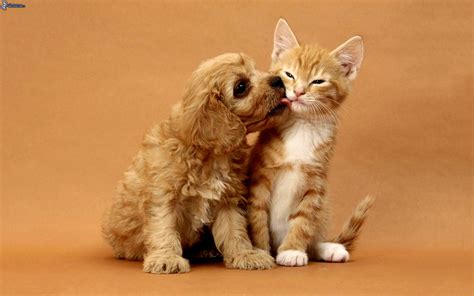 cute cat dog pics